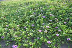 Ipomoea pes-caprae